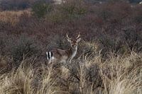 hert in het wild