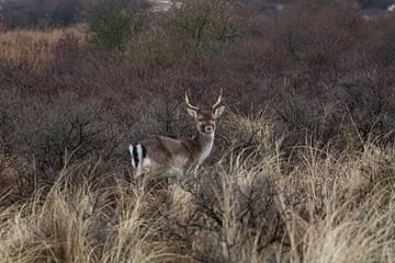 Wild Deer sur Wesley Klijnstra