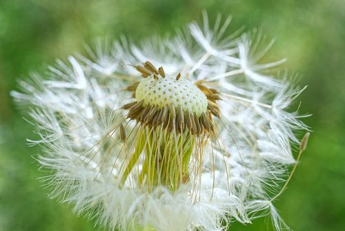 Dandelion Puffball Diva