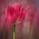 red tulip in bloom by eric van der eijk thumbnail