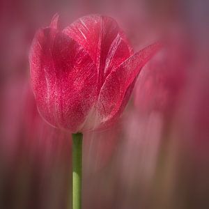 rote Tulpe in Blüte von eric van der eijk