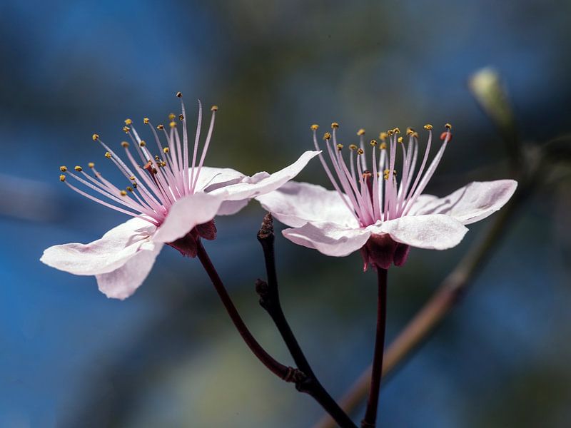 Blüte von Mario de Lijser