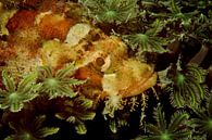 Verstopte schorpioenvis in het koraal par M&M Roding Aperçu