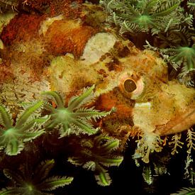 Verstopte schorpioenvis in het koraal by M&M Roding