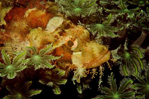 Verstopte schorpioenvis in het koraal by M&M Roding
