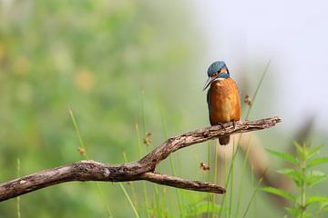 Ijsvogel van Karin van Rooijen Fotografie