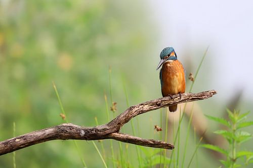 Kingfisher