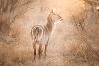Cobaye dans le parc Kruger, Afrique du Sud.