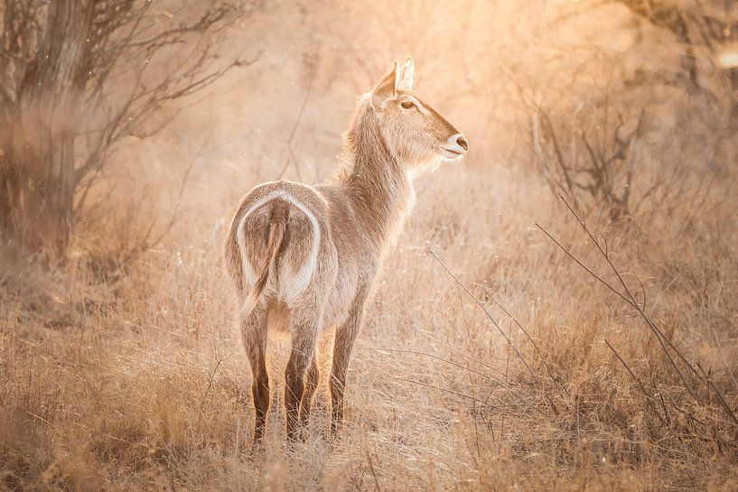 Cobaye dans le parc Kruger, Afrique du Sud. par Nikkie den Dekker | photographe de voyages et de style de vie