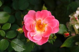 Rose by Thomas Jäger