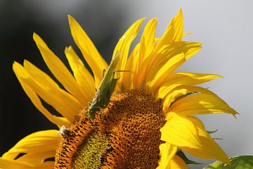 Sonnenblume mit Gästen.. van Renate Dohr