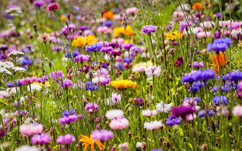 Kornblumen von Rob Boon