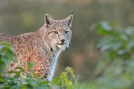 Luchs / Eurasischer Luchs ( Lynx lynx ), wunderschönes Tier, natürliches Umfeld, schönstes Licht, Eu von wunderbare Erde Miniaturansicht