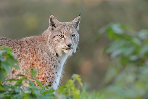 Lynx / Lynx d'Eurasie ( Lynx lynx ), bel animal dans un environnement naturel avec la plus belle lum