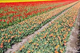 blumenfelder in den niederlanden von Eric van Nieuwland