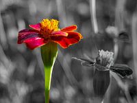 Macro 2