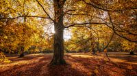 Gouden herfstkleuren van Edwin Mooijaart thumbnail