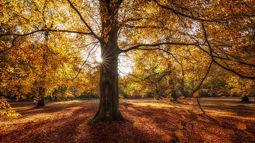 Gouden herfstkleuren