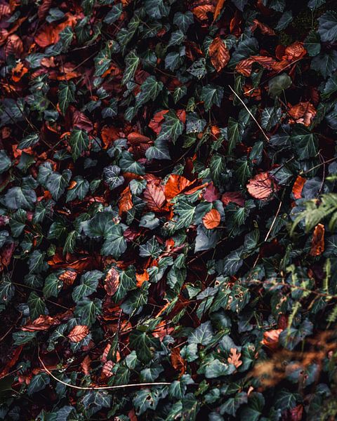Ivy by Joris Machholz