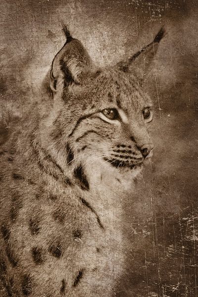 Lynx portrait as an old photograph by Elles Rijsdijk