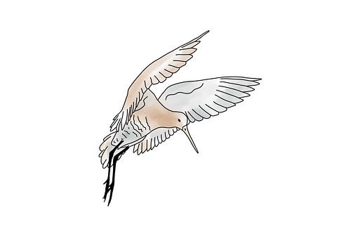 Barge à queue rouge