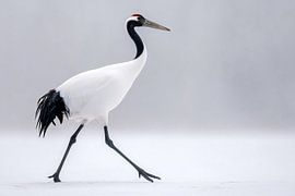 Mantsjoerische kraanvogel (Grus japonensis)