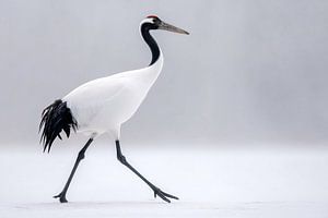 Mandschurenkranich (Grus japonensis)