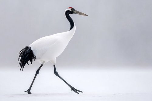 Mantsjoerische kraanvogel (Grus japonensis)