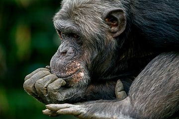 Chimpansee denkt na.  van Michar Peppenster
