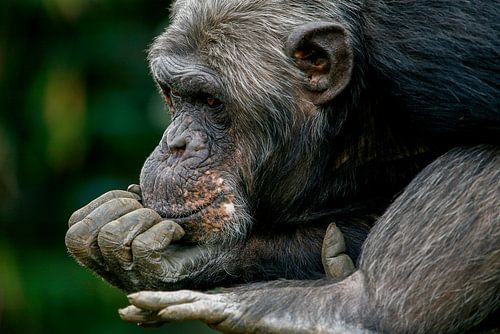 Chimpansee denkt na. 