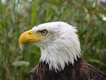 Bald Eagle von Martin Smit