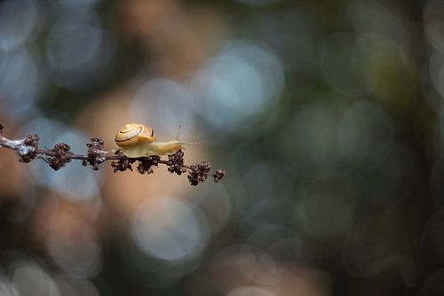 Snail in atmospheric light.