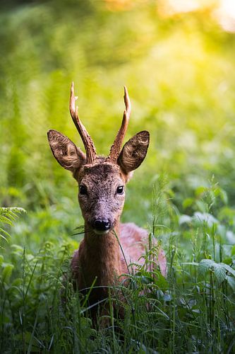 Jeune chevreuil dans la forêt sur John van de Gazelle fotografie