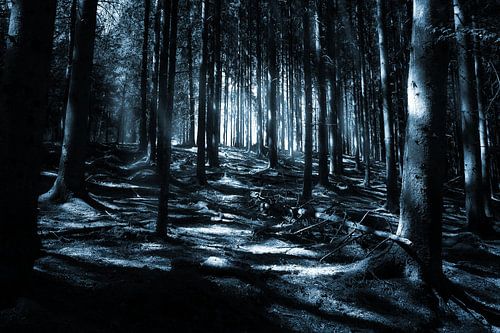 Donker bos
