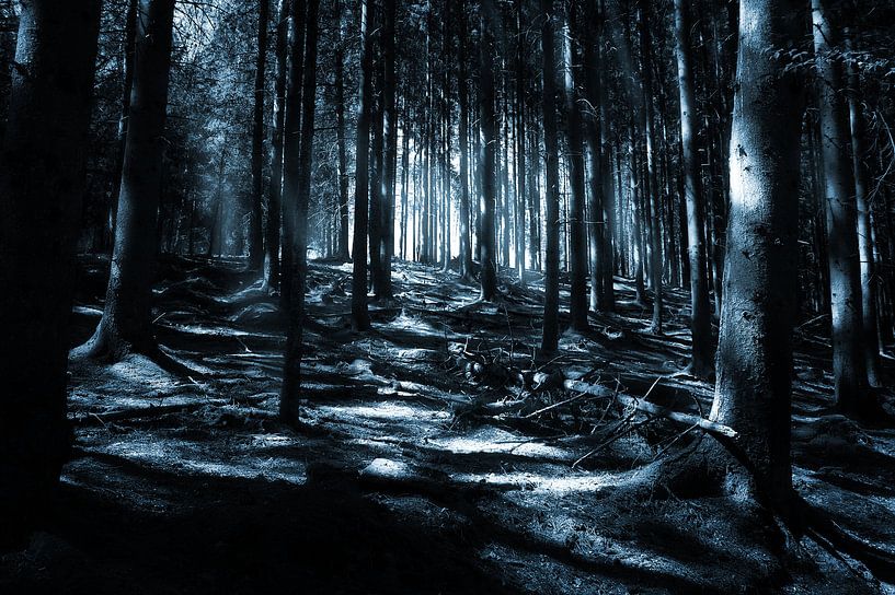 Dark forest by Jan Brons