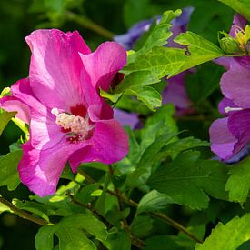 Fleur d'hibiscus de couleur pourpre sur AdWF