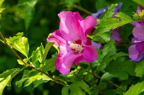 Purple-coloured hibiscus flower