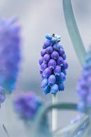Raisins sur un bâton