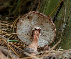 Mushrooms by Marieke Deinum