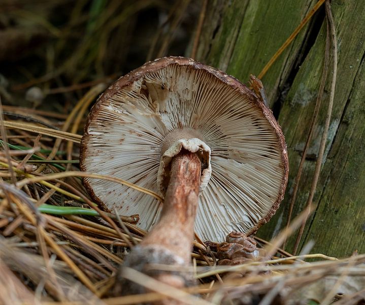 Pilze von Marieke Deinum