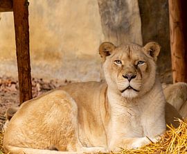 Leeuwin is watching you! von Donny Kardienaal