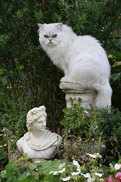 cat sits on pillar by Petra van Engelenburcht