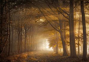 Fortune forest