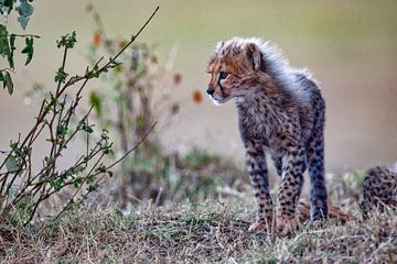 Cheetah kind van Peter Michel