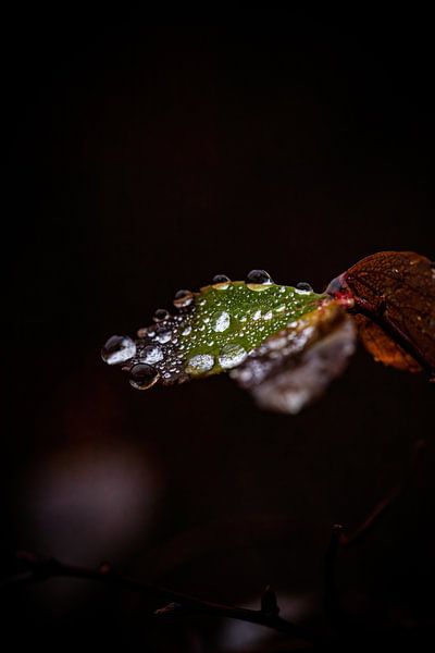 Morgentau von Pixel4ormer