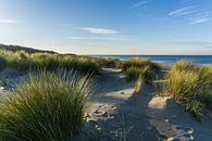 Helmgras op het strand bij Renesse en de Noordzee van Ricardo Bouman thumbnail