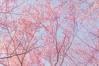 Bäume mit rosa Kirschblüten von Mickéle Godderis Miniaturansicht