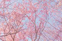 Bomen met roze kersenbloesems
