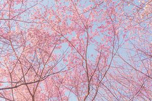 Bäume mit rosa Kirschblüten von Mickéle Godderis