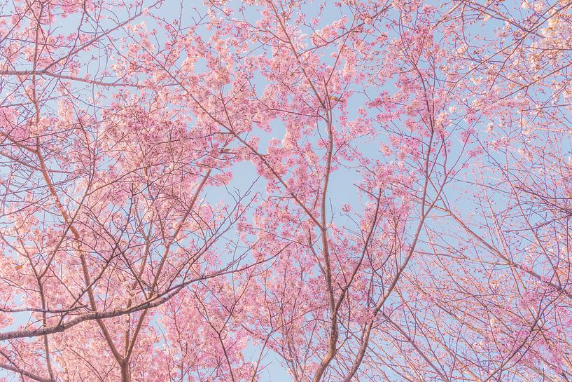 Arbres à fleurs de cerisier rose par Mickéle Godderis